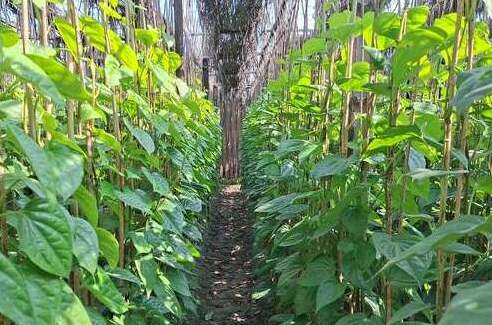 Rajbari's sweet betel betel leaves exports banned in 8 countries