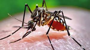 Three More Die of Dengue, Death Toll Reaches 401