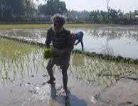 Tk 1,300cr GK irrigation rehabilitation project aims to revive southwest agriculture